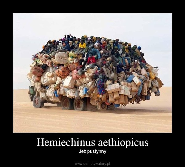 Hemiechinus aethiopicus – Jeż pustynny 