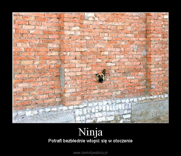 Ninja – Potrafi bezbłednie wtopić się w otoczenie 