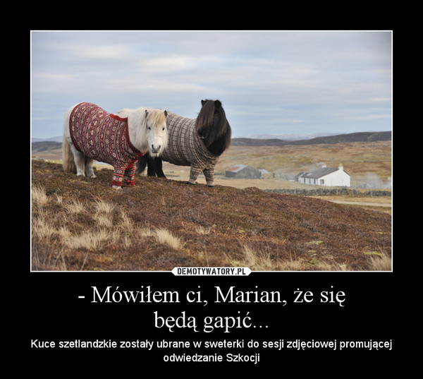 - Mówiłem ci, Marian, że siębędą gapić... – Kuce szetlandzkie zostały ubrane w sweterki do sesji zdjęciowej promującej odwiedzanie Szkocji 