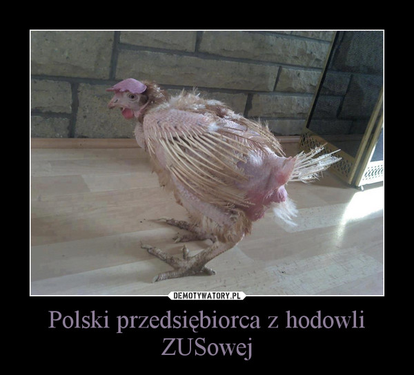 Polski przedsiębiorca z hodowli ZUSowej –  
