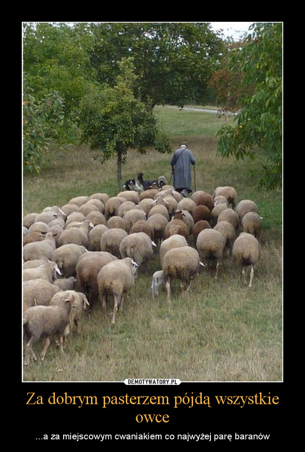 Za dobrym pasterzem pójdą wszystkie owce – ...a za miejscowym cwaniakiem co najwyżej parę baranów 