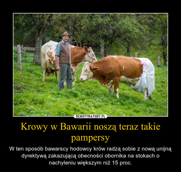 Krowy w Bawarii noszą teraz takie pampersy – W ten sposób bawarscy hodowcy krów radzą sobie z nową unijną dyrektywą zakazującą obecności obornika na stokach o nachyleniu większym niż 15 proc. 