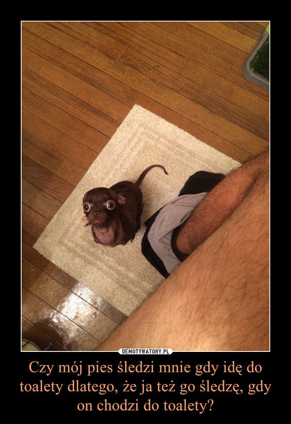 Czy mój pies śledzi mnie gdy idę do toalety dlatego, że ja też go śledzę, gdy on chodzi do toalety? –  