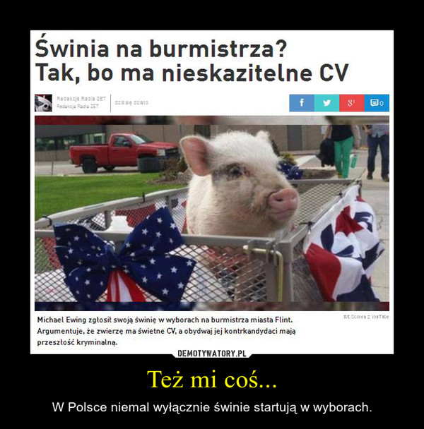 Też mi coś... – W Polsce niemal wyłącznie świnie startują w wyborach. 