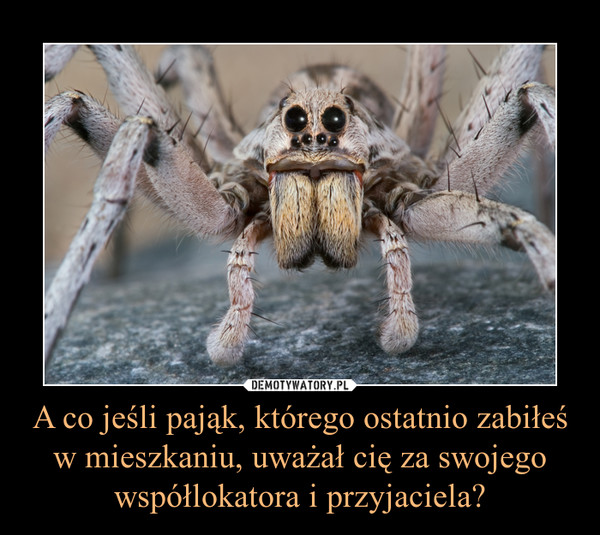 A co jeśli pająk, którego ostatnio zabiłeś w mieszkaniu, uważał cię za swojego współlokatora i przyjaciela?