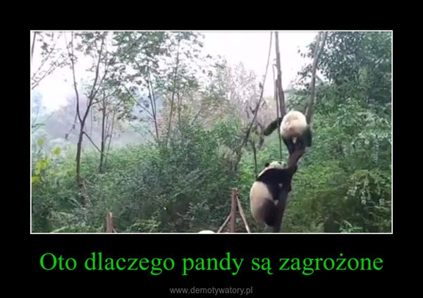 Oto dlaczego pandy są zagrożone –  