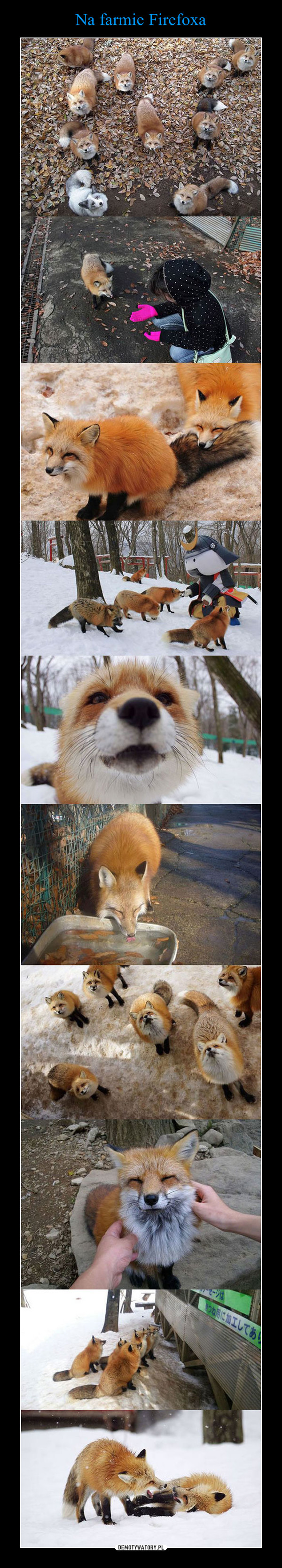 Na farmie Firefoxa