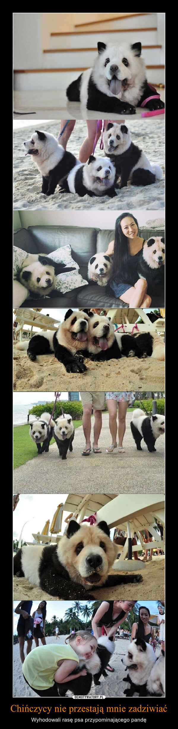 Chińczycy nie przestają mnie zadziwiać – Wyhodowali rasę psa przypominającego pandę 
