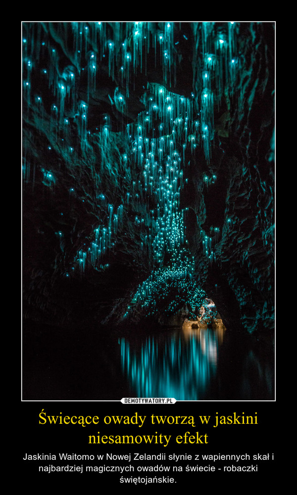Świecące owady tworzą w jaskini niesamowity efekt