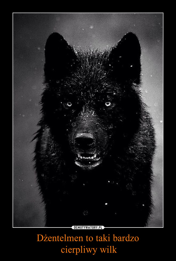 Dżentelmen to taki bardzo cierpliwy wilk –  