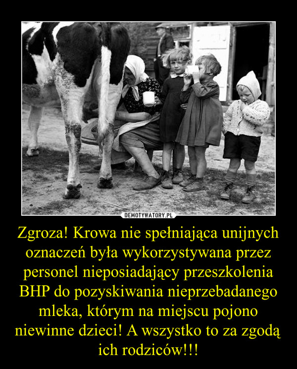 Zgroza! Krowa nie spełniająca unijnych oznaczeń była wykorzystywana przez personel nieposiadający przeszkolenia BHP do pozyskiwania nieprzebadanego mleka, którym na miejscu pojono niewinne dzieci! A wszystko to za zgodą ich rodziców!!! –  