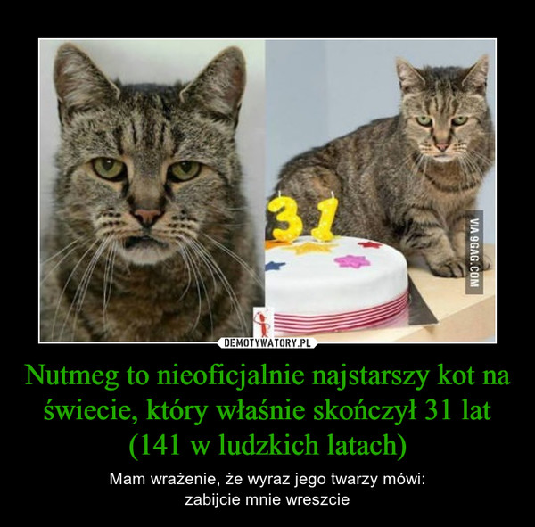 Nutmeg to nieoficjalnie najstarszy kot na świecie, który właśnie skończył 31 lat (141 w ludzkich latach) – Mam wrażenie, że wyraz jego twarzy mówi:zabijcie mnie wreszcie 