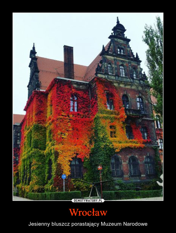 Wrocław – Jesienny bluszcz porastający Muzeum Narodowe 