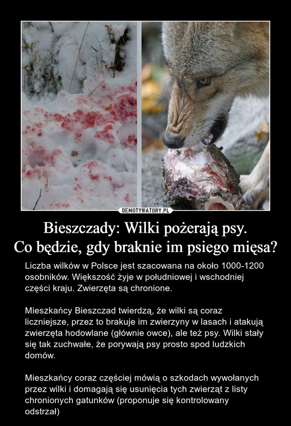 Bieszczady: Wilki pożerają psy.Co będzie, gdy braknie im psiego mięsa? – Liczba wilków w Polsce jest szacowana na około 1000-1200 osobników. Większość żyje w południowej i wschodniej części kraju. Zwierzęta są chronione.Mieszkańcy Bieszczad twierdzą, że wilki są coraz liczniejsze, przez to brakuje im zwierzyny w lasach i atakują zwierzęta hodowlane (głównie owce), ale też psy. Wilki stały się tak zuchwałe, że porywają psy prosto spod ludzkich domów.Mieszkańcy coraz częściej mówią o szkodach wywołanych przez wilki i domagają się usunięcia tych zwierząt z listy chronionych gatunków (proponuje się kontrolowany odstrzał) 