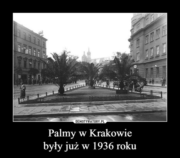 Palmy w Krakowiebyły już w 1936 roku –  