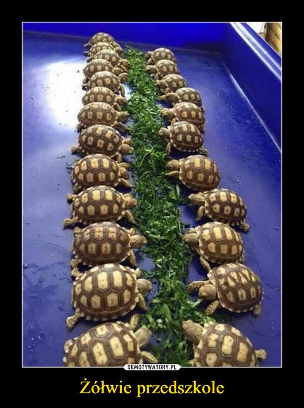 Żółwie przedszkole –  