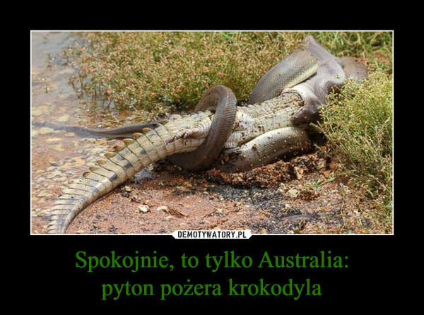 Spokojnie, to tylko Australia:pyton pożera krokodyla –  