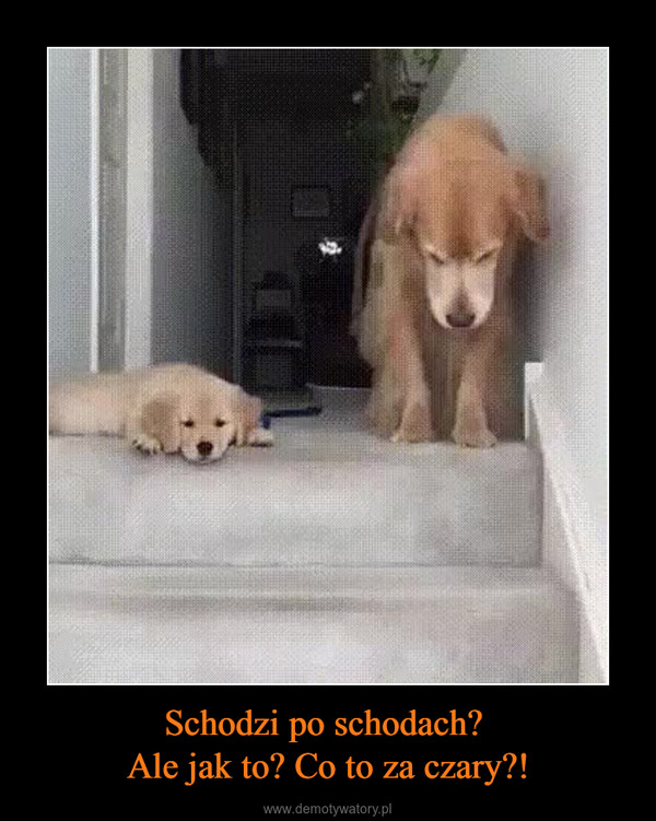 Schodzi po schodach? Ale jak to? Co to za czary?! –  