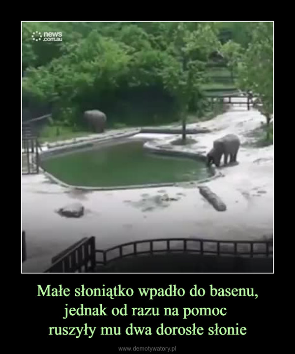 Małe słoniątko wpadło do basenu, jednak od razu na pomoc ruszyły mu dwa dorosłe słonie –  