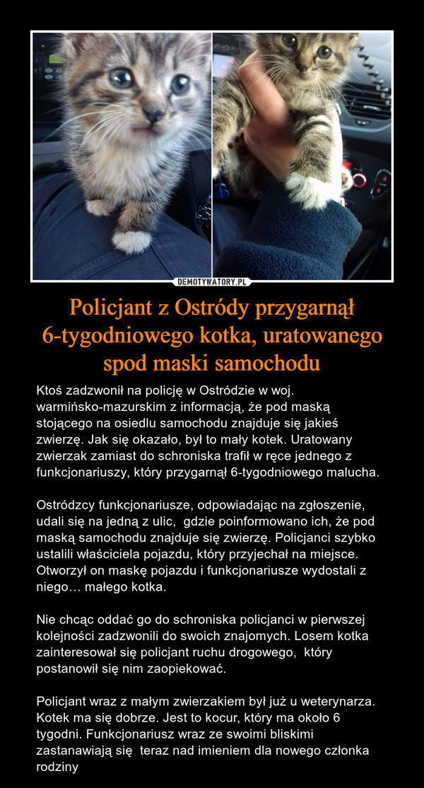 Policjant z Ostródy przygarnął 6-tygodniowego kotka, uratowanego spod maski samochodu – Ktoś zadzwonił na policję w Ostródzie w woj. warmińsko-mazurskim z informacją, że pod maską stojącego na osiedlu samochodu znajduje się jakieś zwierzę. Jak się okazało, był to mały kotek. Uratowany zwierzak zamiast do schroniska trafił w ręce jednego z funkcjonariuszy, który przygarnął 6-tygodniowego malucha.Ostródzcy funkcjonariusze, odpowiadając na zgłoszenie, udali się na jedną z ulic,  gdzie poinformowano ich, że pod maską samochodu znajduje się zwierzę. Policjanci szybko ustalili właściciela pojazdu, który przyjechał na miejsce. Otworzył on maskę pojazdu i funkcjonariusze wydostali z niego… małego kotka.Nie chcąc oddać go do schroniska policjanci w pierwszej kolejności zadzwonili do swoich znajomych. Losem kotka zainteresował się policjant ruchu drogowego,  który postanowił się nim zaopiekować.Policjant wraz z małym zwierzakiem był już u weterynarza. Kotek ma się dobrze. Jest to kocur, który ma około 6 tygodni. Funkcjonariusz wraz ze swoimi bliskimi zastanawiają się  teraz nad imieniem dla nowego członka rodziny 