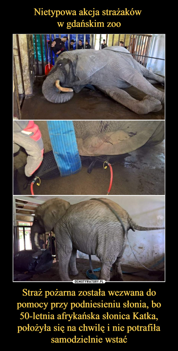Nietypowa akcja strażaków 
w gdańskim zoo Straż pożarna została wezwana do pomocy przy podniesieniu słonia, bo 50-letnia afrykańska słonica Katka, położyła się na chwilę i nie potrafiła samodzielnie wstać