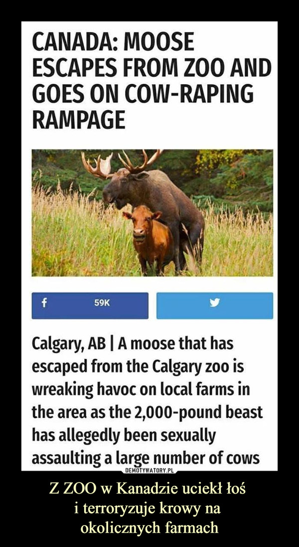 Z ZOO w Kanadzie uciekł łoś 
i terroryzuje krowy na 
okolicznych farmach