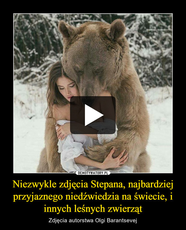 Niezwykle zdjęcia Stepana, najbardziej przyjaznego niedźwiedzia na świecie, i innych leśnych zwierząt – Zdjęcia autorstwa Olgi Barantsevej 