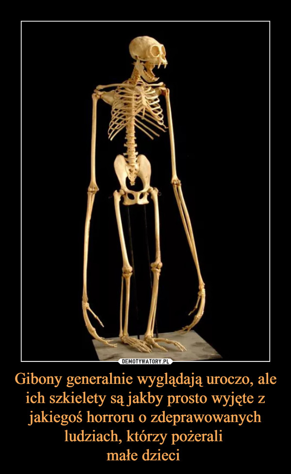 Gibony generalnie wyglądają uroczo, ale ich szkielety są jakby prosto wyjęte z jakiegoś horroru o zdeprawowanych ludziach, którzy pożerali małe dzieci  –  