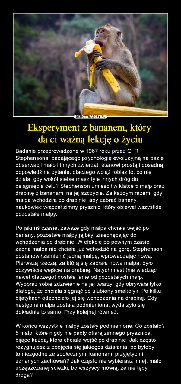 Eksperyment z bananem, który da ci ważną lekcję o życiu – Badanie przeprowadzone w 1967 roku przez G. R. Stephensona, badającego psychologię ewolucyjną na bazie obserwacji małp i innych zwierząt, stanowi prostą i dosadną odpowiedź na pytanie, dlaczego wciąż robisz to, co nie działa, gdy wokół siebie masz tyle innych dróg do osiągnięcia celu? Stephenson umieścił w klatce 5 małp oraz drabinę z bananami na jej szczycie. Za każdym razem, gdy małpa wchodziła po drabinie, aby zabrać banany, naukowiec włączał zimny prysznic, który oblewał wszystkie pozostałe małpy. Po jakimś czasie, zawsze gdy małpa chciała wejść po banany, pozostałe małpy ją biły, zniechęcając do wchodzenia po drabinie. W efekcie po pewnym czasie żadna małpa nie chciała już wchodzić na górę. Stephenson postanowił zamienić jedną małpę, wprowadzając nową. Pierwszą rzeczą, za którą się zabrała nowa małpa, było oczywiście wejście na drabinę. Natychmiast (nie wiedząc nawet dlaczego) dostała lanie od pozostałych małp. Wyobraź sobie zdziwienie na jej twarzy, gdy obrywała tylko dlatego, że chciała sięgnąć po ulubiony smakołyk. Po kilku bijatykach odechciało jej się wchodzenia na drabinę. Gdy następna małpa została podmieniona, wydarzyło się dokładnie to samo. Przy kolejnej również. W końcu wszystkie małpy zostały podmienione. Co zostało? 5 małp, które nigdy nie padły ofiarą zimnego prysznica, bijące każdą, która chciała wejść po drabinie. Jak często rezygnujesz z podjęcia się jakiegoś działania, bo byłobyto niezgodne ze społecznymi kanonami przyjętych i uznanych zachowań? Jak często nie wybierasz innej, mało uczęszczanej ścieżki, bo wszyscy mówią, że nie tędy droga? 