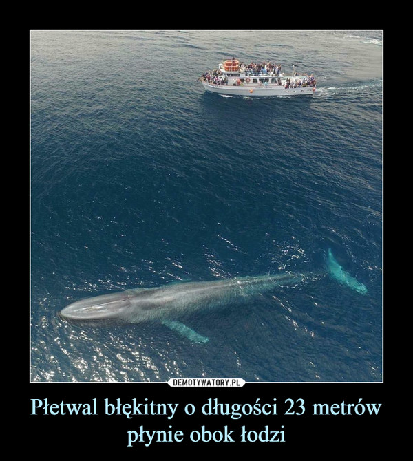 Płetwal błękitny o długości 23 metrów płynie obok łodzi