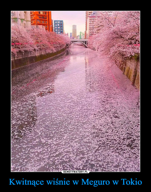 Kwitnące wiśnie w Meguro w Tokio –  