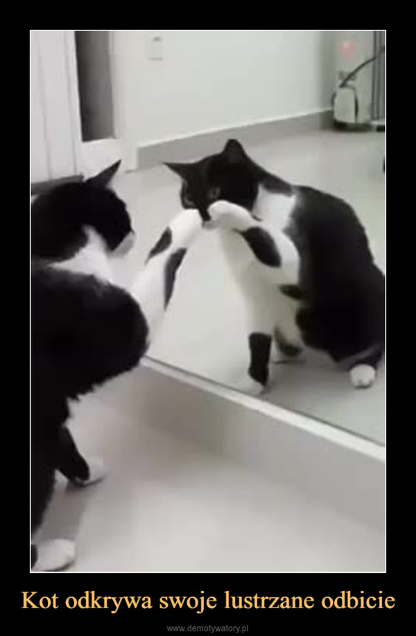 Kot odkrywa swoje lustrzane odbicie –  