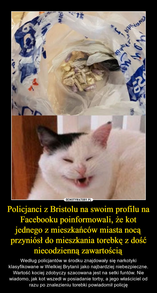 Policjanci z Bristolu na swoim profilu na Facebooku poinformowali, że kot jednego z mieszkańców miasta nocą przyniósł do mieszkania torebkę z dość niecodzienną zawartością – Według policjantów w środku znajdowały się narkotyki klasyfikowane w Wielkiej Brytanii jako najbardziej niebezpieczne. Wartość kociej zdobyczy szacowana jest na setki funtów. Nie wiadomo, jak kot wszedł w posiadanie torby, a jego właściciel od razu po znalezieniu torebki powiadomił policję 