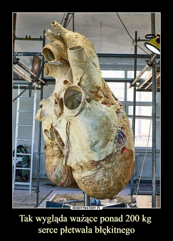 Tak wygląda ważące ponad 200 kg 
serce płetwala błękitnego