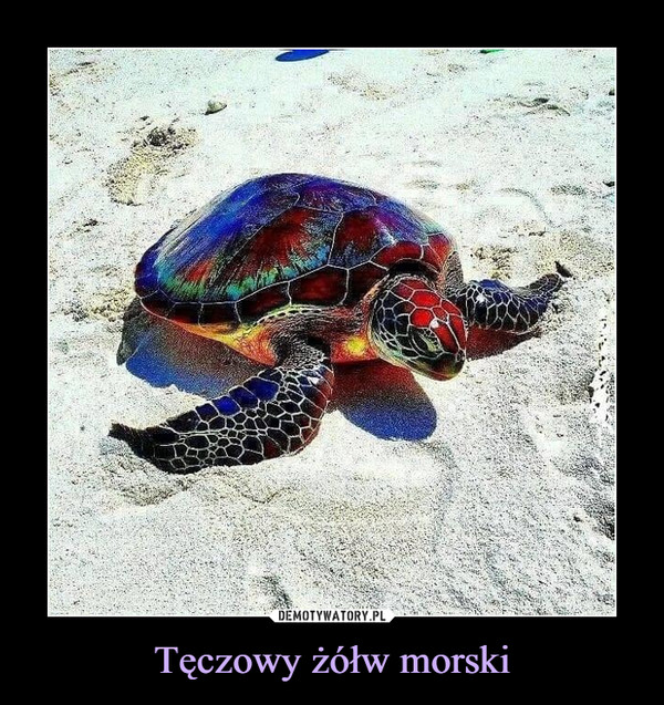 Tęczowy żółw morski –  