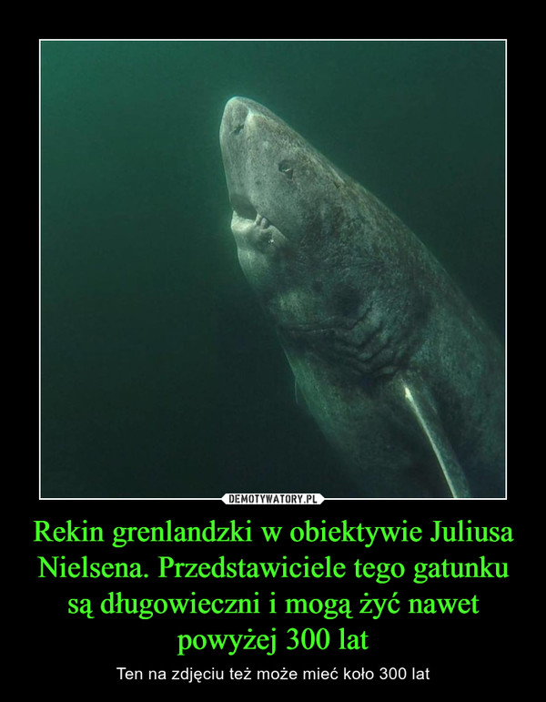 Rekin grenlandzki w obiektywie Juliusa Nielsena. Przedstawiciele tego gatunku są długowieczni i mogą żyć nawet powyżej 300 lat – Ten na zdjęciu też może mieć koło 300 lat 
