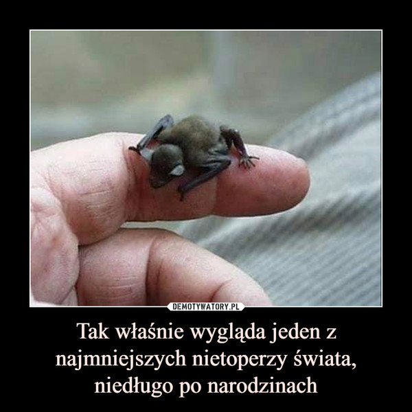 Tak właśnie wygląda jeden z najmniejszych nietoperzy świata, niedługo po narodzinach –  