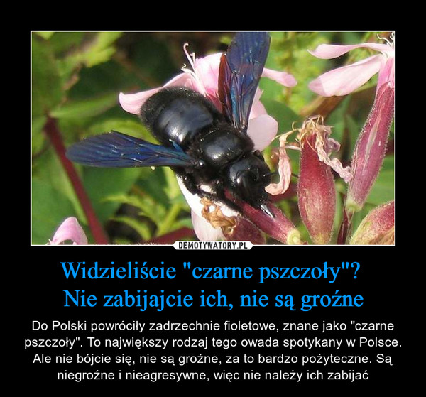 Widzieliście "czarne pszczoły"? Nie zabijajcie ich, nie są groźne – Do Polski powróciły zadrzechnie fioletowe, znane jako "czarne pszczoły". To największy rodzaj tego owada spotykany w Polsce. Ale nie bójcie się, nie są groźne, za to bardzo pożyteczne. Są niegroźne i nieagresywne, więc nie należy ich zabijać 