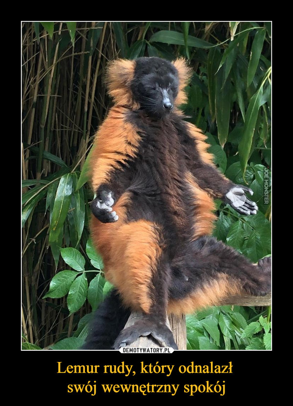 Lemur rudy, który odnalazł swój wewnętrzny spokój –  