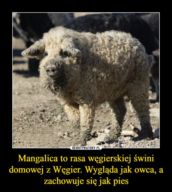 Mangalica to rasa węgierskiej świni domowej z Węgier. Wygląda jak owca, a zachowuje się jak pies –  
