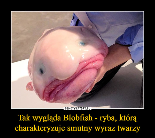 Tak wygląda Blobfish - ryba, którą charakteryzuje smutny wyraz twarzy –  