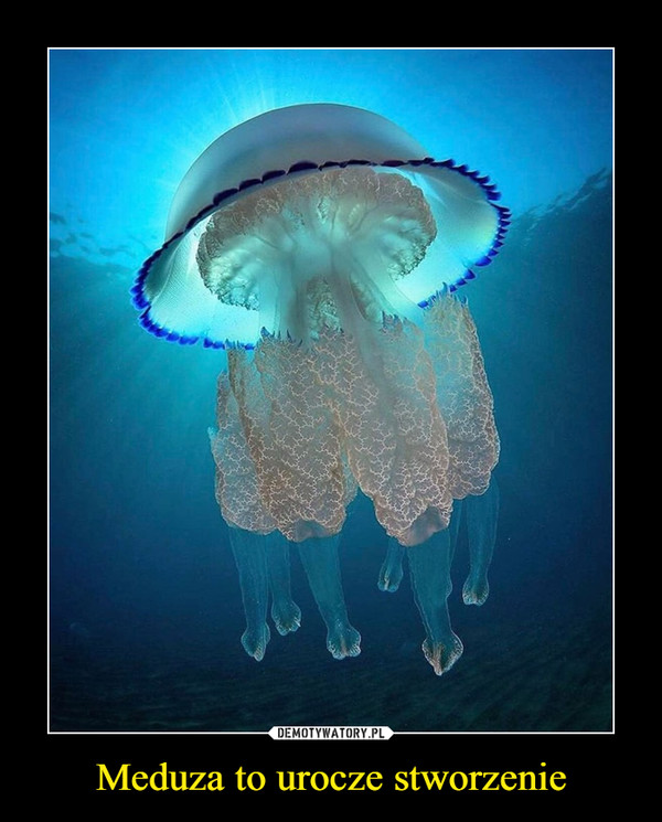 Meduza to urocze stworzenie –  