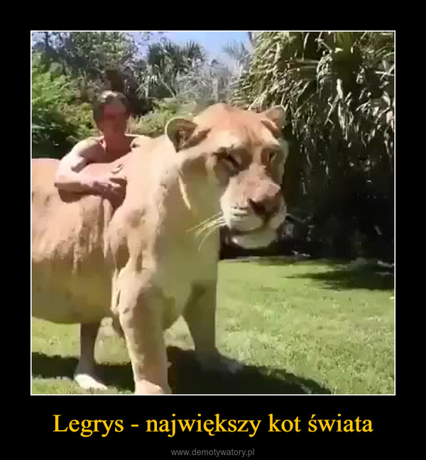 Legrys - największy kot świata –  