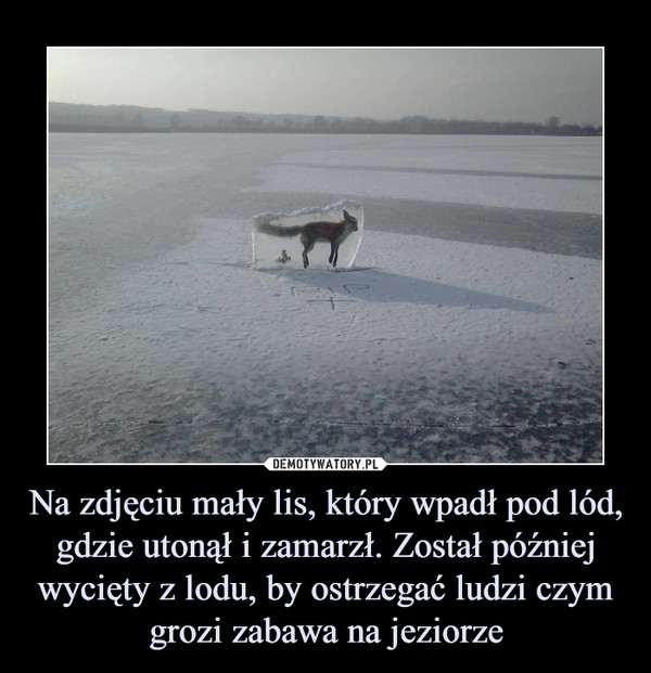Na zdjęciu mały lis, który wpadł pod lód, gdzie utonął i zamarzł. Został później wycięty z lodu, by ostrzegać ludzi czym grozi zabawa na jeziorze –  