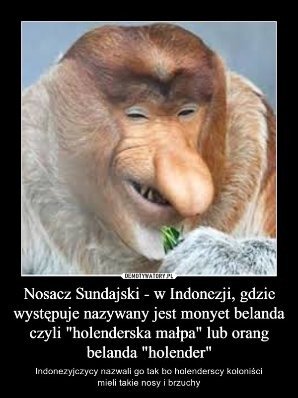 Nosacz Sundajski - w Indonezji, gdzie występuje nazywany jest monyet belanda czyli "holenderska małpa" lub orang belanda "holender"