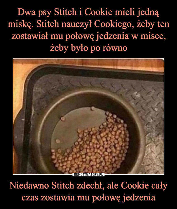 Niedawno Stitch zdechł, ale Cookie cały czas zostawia mu połowę jedzenia –  