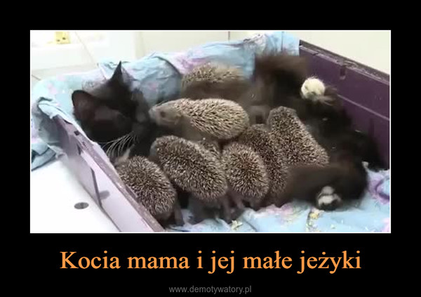 Kocia mama i jej małe jeżyki –  