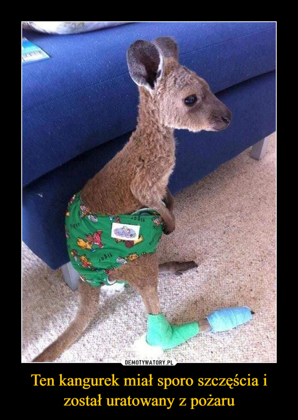 Ten kangurek miał sporo szczęścia i został uratowany z pożaru –  