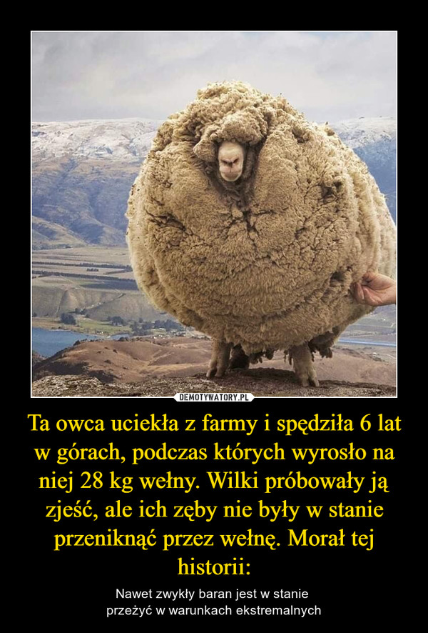 Ta owca uciekła z farmy i spędziła 6 lat w górach, podczas których wyrosło na niej 28 kg wełny. Wilki próbowały ją zjeść, ale ich zęby nie były w stanie przeniknąć przez wełnę. Morał tej historii: – Nawet zwykły baran jest w stanie przeżyć w warunkach ekstremalnych 