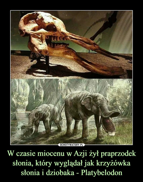 W czasie miocenu w Azji żył praprzodek słonia, który wyglądał jak krzyżówka słonia i dziobaka - Platybelodon